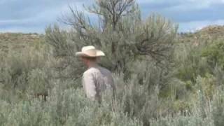 Basin Big Sagebrush [upl. by Alston]