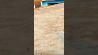 sulabh dog lover  ritik dog kennel  nikku vlogs [upl. by Epilif]