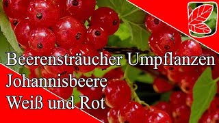 Kann ich Johannisbeeren umpflanzen [upl. by Adnahsat135]