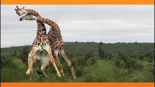 Giraffes Fighting [upl. by Campos]