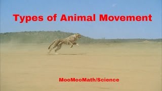 Life ScienceTypes of Animal Movement [upl. by Sirk]