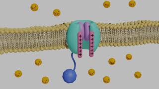 VoltageGated Sodium Channels in Neurons [upl. by Nanci]