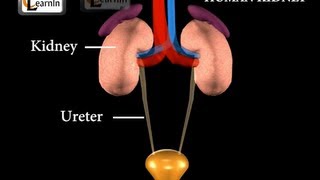 Kidney  Excretory System  Biology [upl. by Brandwein]