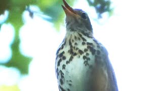 Wood thrush bird song  call  sounds [upl. by Modestia]