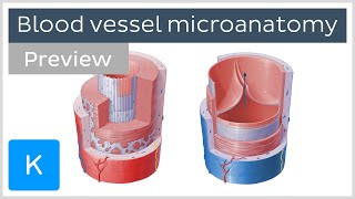 Microanatomy of arteries and veins preview  Human Anatomy  Kenhub [upl. by Maxwell592]