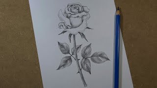 How to draw a realistic rose step by step  Pencil [upl. by Tilagram459]