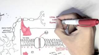 Pharmacology  Local Anaesthetic [upl. by Asoramla]