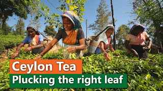 Ceylon Tea  Plucking the right leaf [upl. by Alcus]