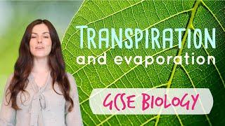 TRANSPIRATION GCSE Biology 91  Combined Sci Revision amp Questions [upl. by Aihcropal]