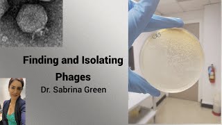 Finding and Isolating Phages [upl. by Shreeves]