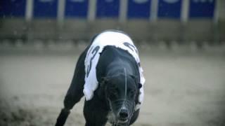 Greyhounds in Motion [upl. by Nies]