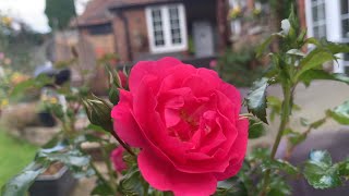 Best Performing Roses in my garden and Why Including My Favourite  David Austin Roses Kordes Roses [upl. by Nanice]