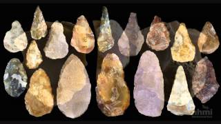 Stone Tool Technology of Our Human Ancestors — HHMI BioInteractive Video [upl. by Einaffets]