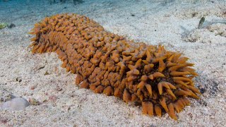 Facts The Sea Cucumber [upl. by Elleinnod981]