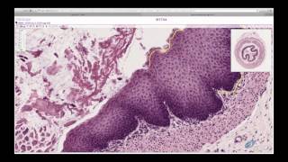 Histology Helper  Epithelium Histology [upl. by Nataline]