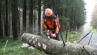 Baumfällen mit einem HolzfällerProfi [upl. by Juliana229]