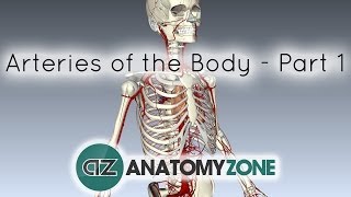 Arteries of the body  PART 1  Anatomy Tutorial [upl. by Lugar]