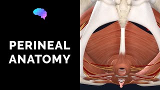 Sagittal section in a male pelvis  dissection [upl. by Novat912]