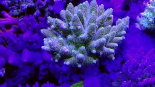 Acropora Millepora [upl. by Yert]