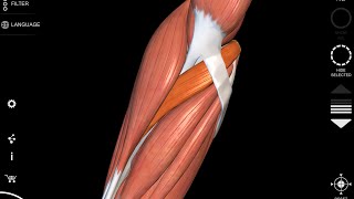 Pronator Teres muscle  3D Anatomy  origin insertion [upl. by Louis]