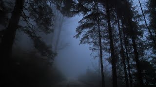 Virtual Drive Through The Dark and Foggy Forest  Rain and Thunder [upl. by Wilhelmine957]