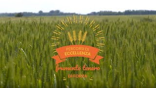 Percorsi di Eccellenza BASF 2018 – Frumento Tenero di Forza [upl. by Halle714]