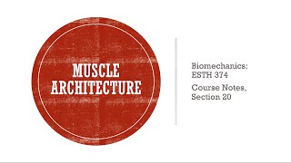 Muscle Architecture [upl. by Zakarias]