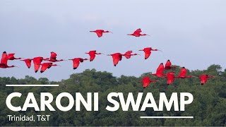 Caroni Bird Sanctuary Afternoon Tour of Caroni Swamp [upl. by Edris]