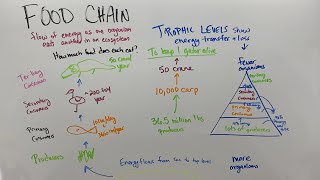 Food chains webs and trophic levels [upl. by Nelleyram]