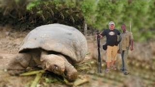 BIGGEST TORTOISE IN THE WORLD [upl. by Dunc682]