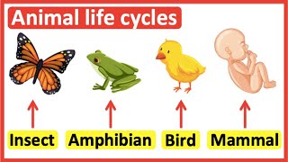 Animal life cycles  Insects Amphibians Birds amp Mammals [upl. by Halbeib]