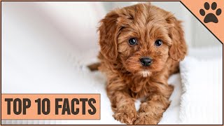 Cockapoo Dog Breed  Top 10 Facts [upl. by Odlanir]