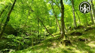 Beautiful spring mountain forest Birdsong in the Caucasus forest [upl. by Eitsyrhc]