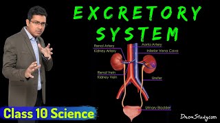 Excretory System  Life Processes 2  Class 10 Science Biology  Toppr Study [upl. by Popper187]