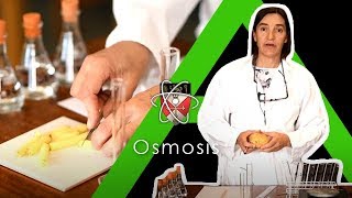 Osmosis  Biology Alevel Required Practical [upl. by Cooley]