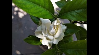 How to grow plant amp care of Gardenia jasminoides  Cape jasmine [upl. by Nerte]