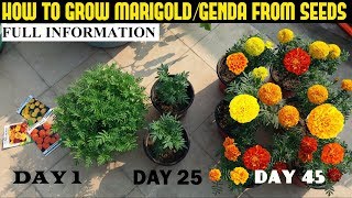 How To Grow Marigold From Seeds With Full Updates [upl. by Yasdnyl]