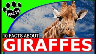 10 Giraffe Facts That Will Surprise You [upl. by Aissirac607]