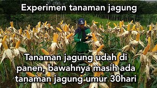 Perawatan tanaman jagung susulan [upl. by Aiduan954]