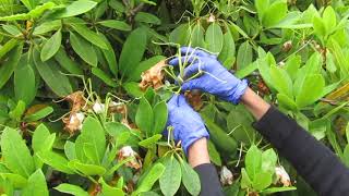 How to Prune Rhododendrons [upl. by William]