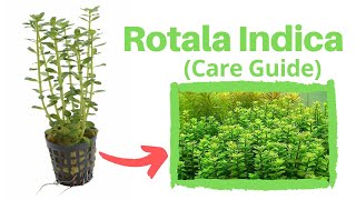 Rotala Indica Aquarium Plant Easy To Care For [upl. by Annauqaj]