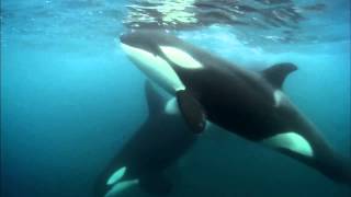 Blackfish Teaser Clip [upl. by Lamak]