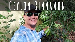 Growing True Ceylon Cinnamon [upl. by Siseneg]