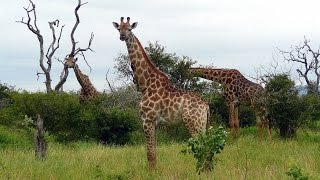 SOUTH AFRICA giraffes Kruger national park hdvideo [upl. by Giesser924]