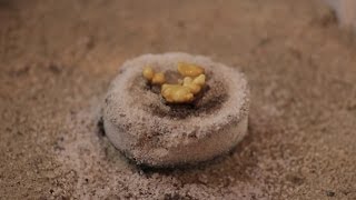 How to burn frankincense and myrrh [upl. by Leikeze106]