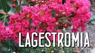 Aprende el cuidado de la lagerstroemia indica [upl. by Santana]