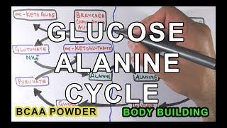 GlucoseAlanine Cycle  Cahill Cycle [upl. by Yrod]