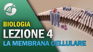 BIOLOGIA  Lezione 4  La Membrana Cellulare [upl. by Gayel]