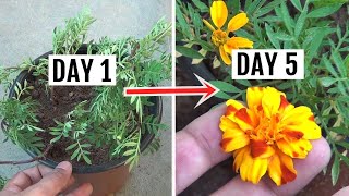 FASTEST Way to Get Blooms on Marigold in Just 5 Days [upl. by Aguayo]