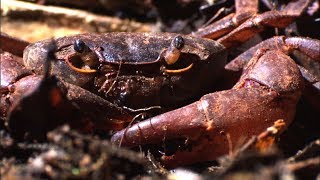 Ants vs Crab  Natural World Ant Attack  BBC Earth [upl. by Dorahs]